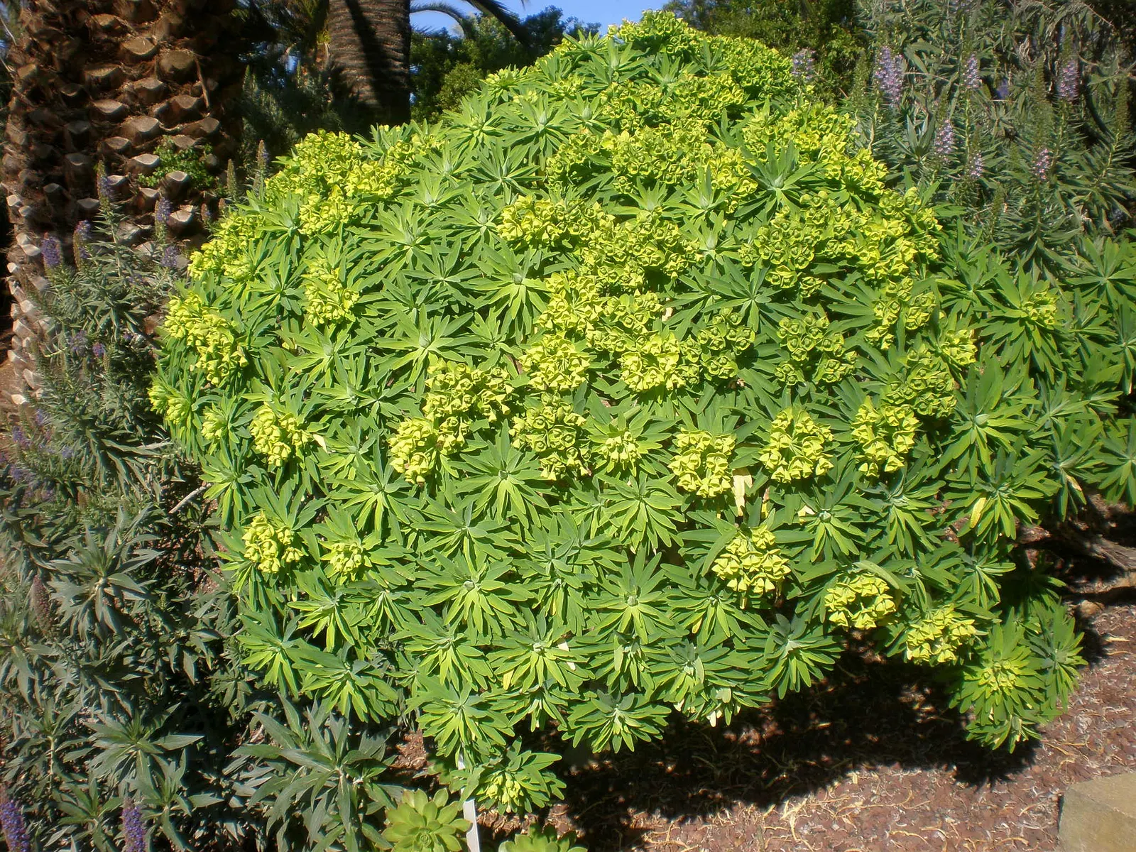 Tree Euphorbia, Tree Form Bush Spur (Euphorbia Lambii) — Note: Its sap is an irritant; handle with care