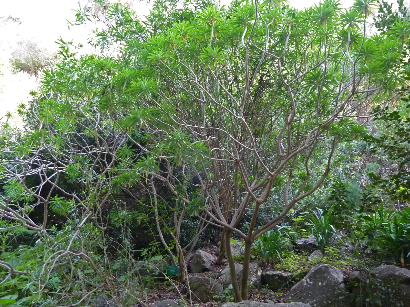 Tree Euphorbia, Tree Form Bush Spur (Euphorbia Lambii) — Originating from the Canary Islands