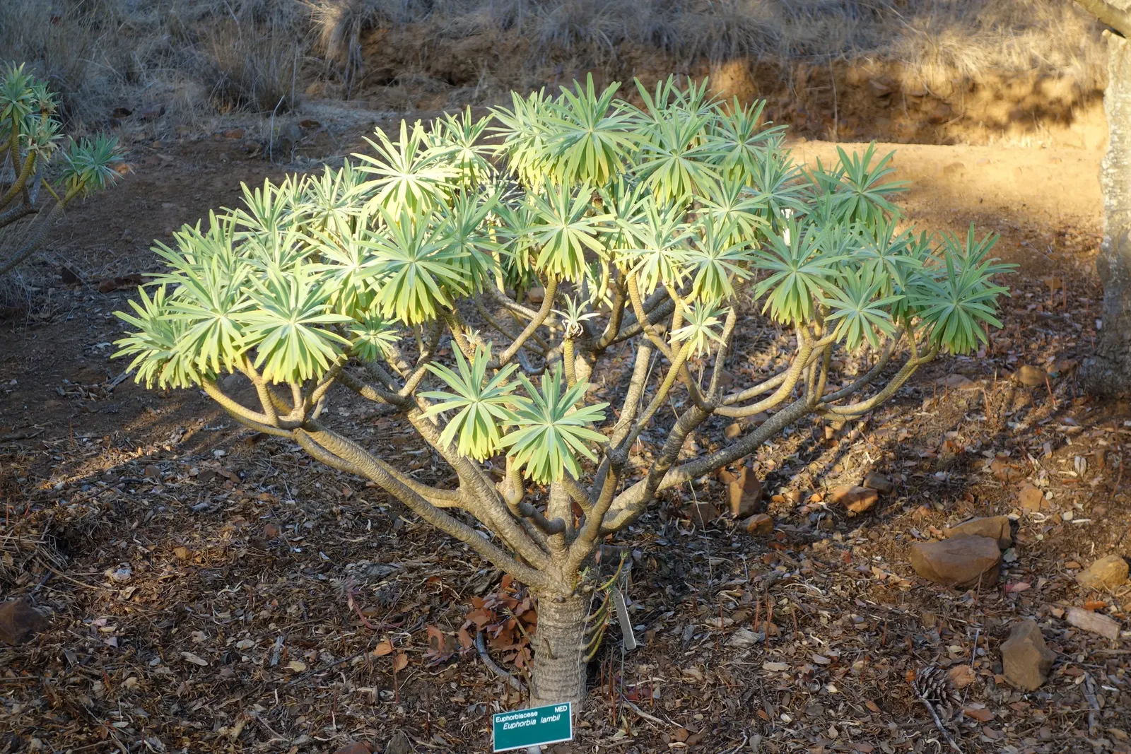 Tree Euphorbia, Tree Form Bush Spur (Euphorbia Lambii) — needing little water once established