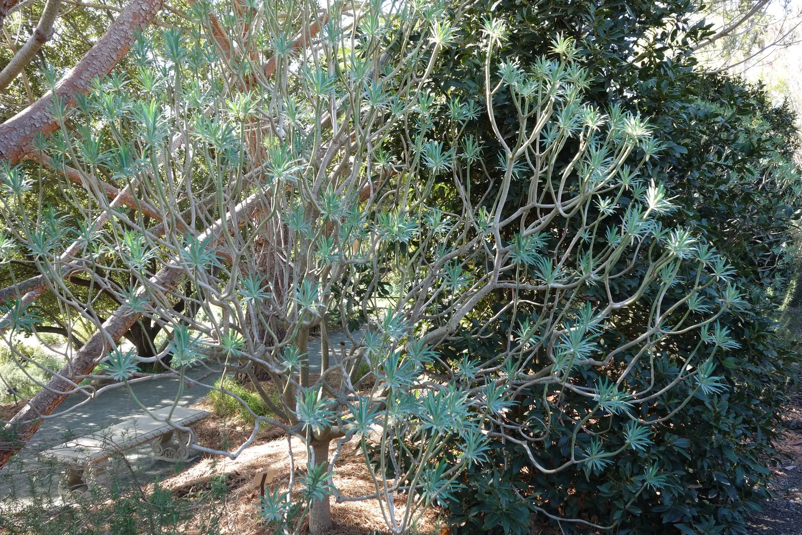 Tree Euphorbia, Tree Form Bush Spur (Euphorbia Lambii) — providing a vivid contrast against the foliage.<br><br>For optimal growth