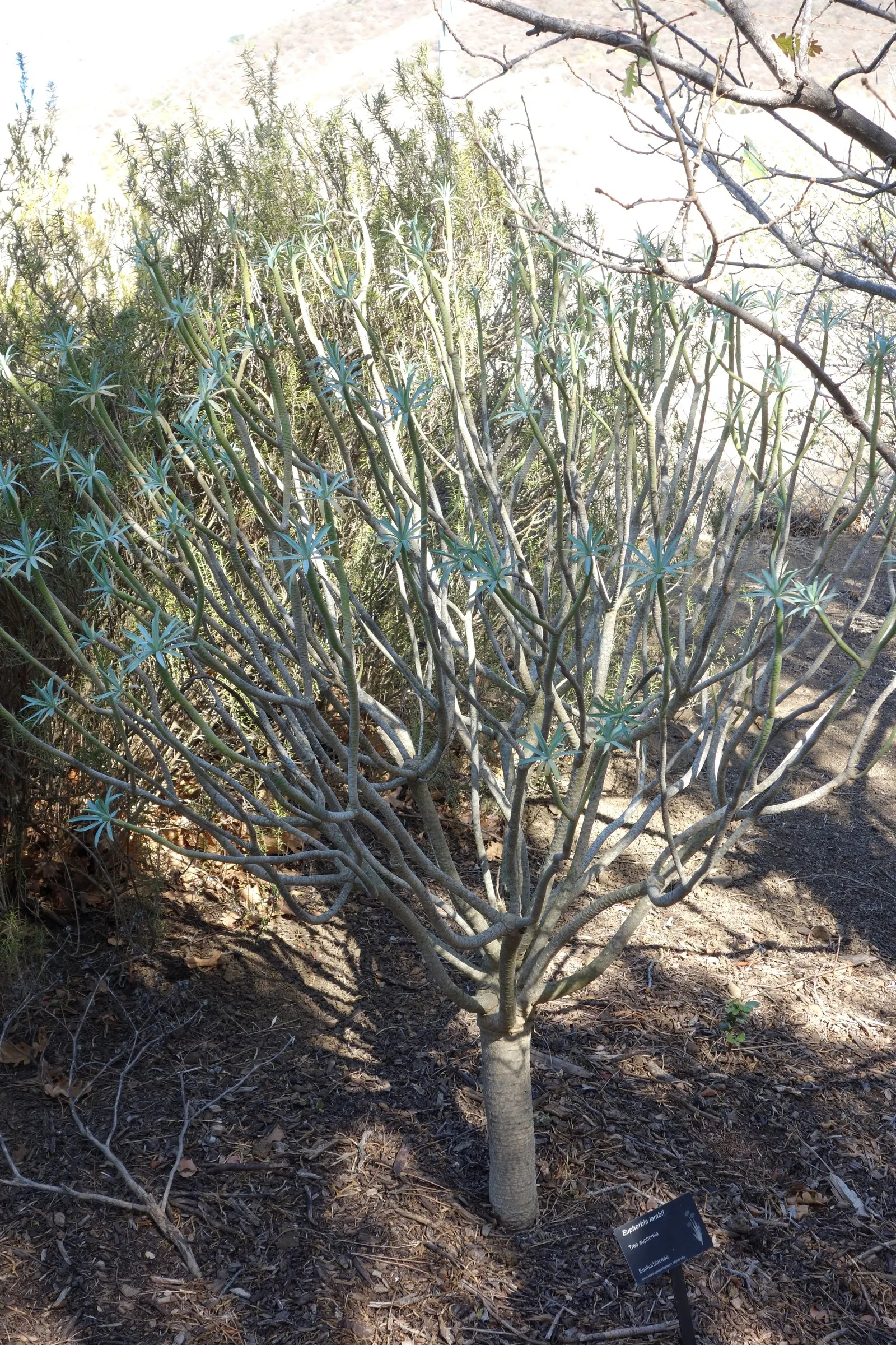 Tree Euphorbia, Tree Form Bush Spur (Euphorbia Lambii) — thriving in USDA Hardiness Zones 9 through 11