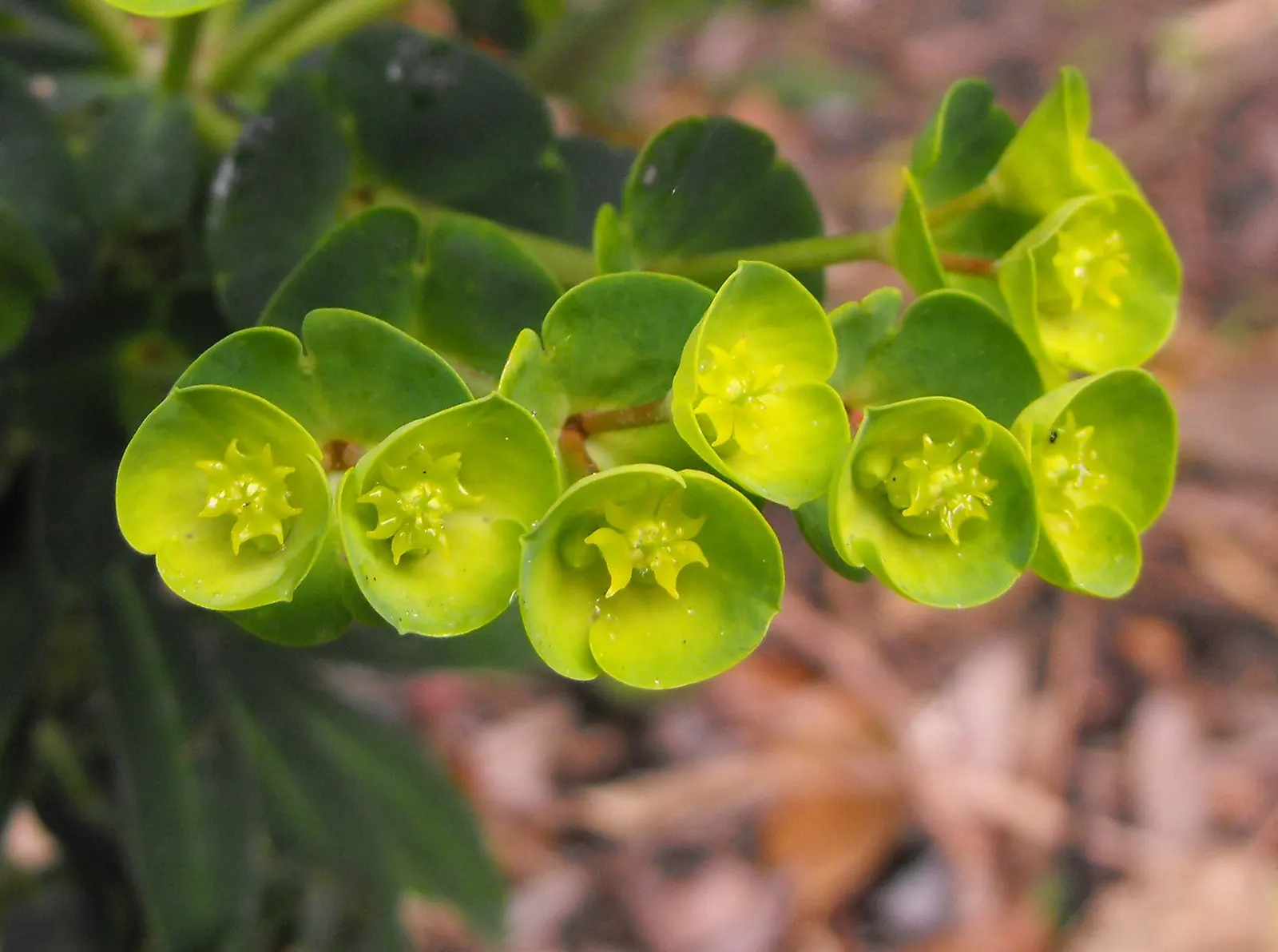 Tree Euphorbia, Tree Form Bush Spur (Euphorbia Lambii) — providing year-round visual appeal with minimal upkeep