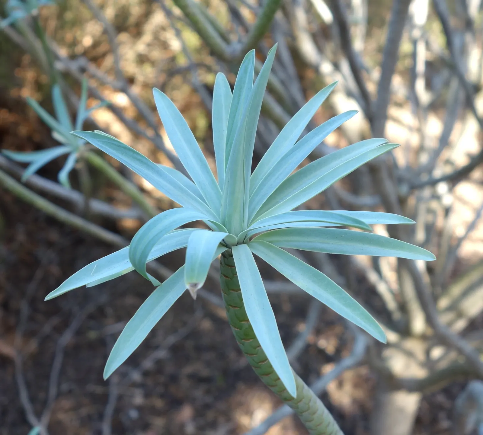 Tree Euphorbia, Tree Form Bush Spur (Euphorbia Lambii) — These leaves cluster primarily at the ends of the branches, creating an umbrella-like canopy