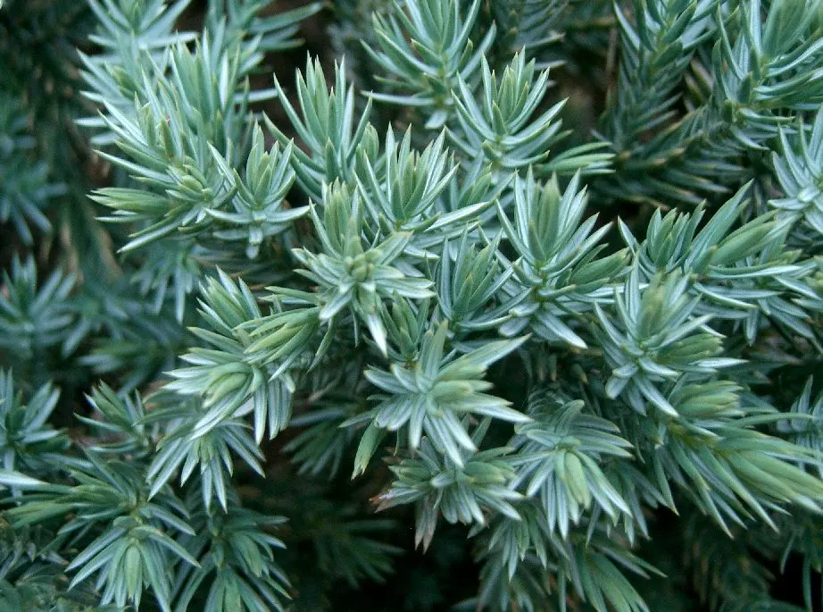 Dwarf Blue Star Juniper (Juniperus Squamata 'Blue Star') — USDA zones 4-8 ensure wide adaptability