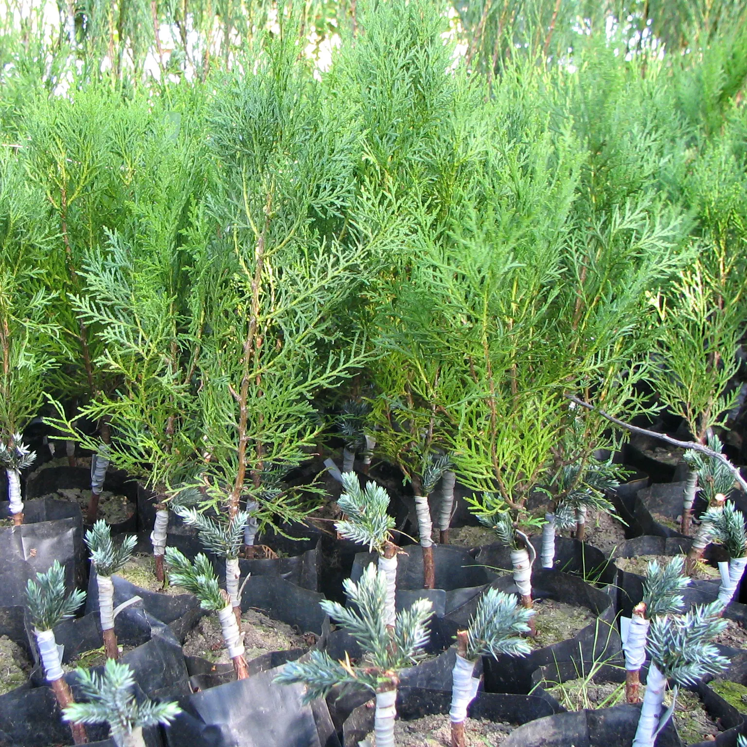 Dwarf Blue Star Juniper (Juniperus Squamata 'Blue Star') — scientifically named Juniperus squamata 'Blue Star'