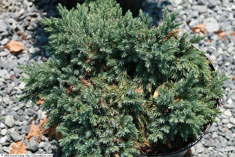 Dwarf Blue Star Juniper (Juniperus Squamata 'Blue Star') — With its vibrant hue, this dwarf conifer adds a striking year-round color to any landscape design