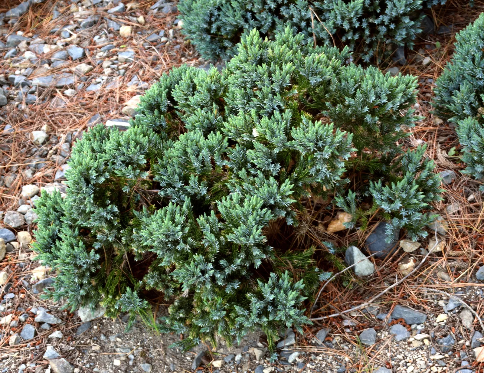 Dwarf Blue Star Juniper (Juniperus Squamata 'Blue Star') — consider the space required for the plant to reach its full potential
