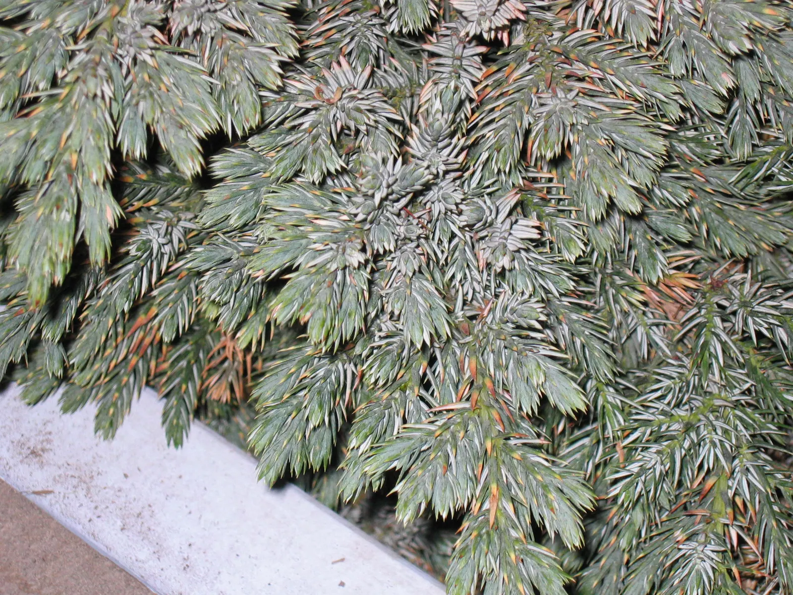 Dwarf Blue Star Juniper (Juniperus Squamata 'Blue Star') — is a captivating evergreen shrub renowned for its unique steel-blue needle-like foliage