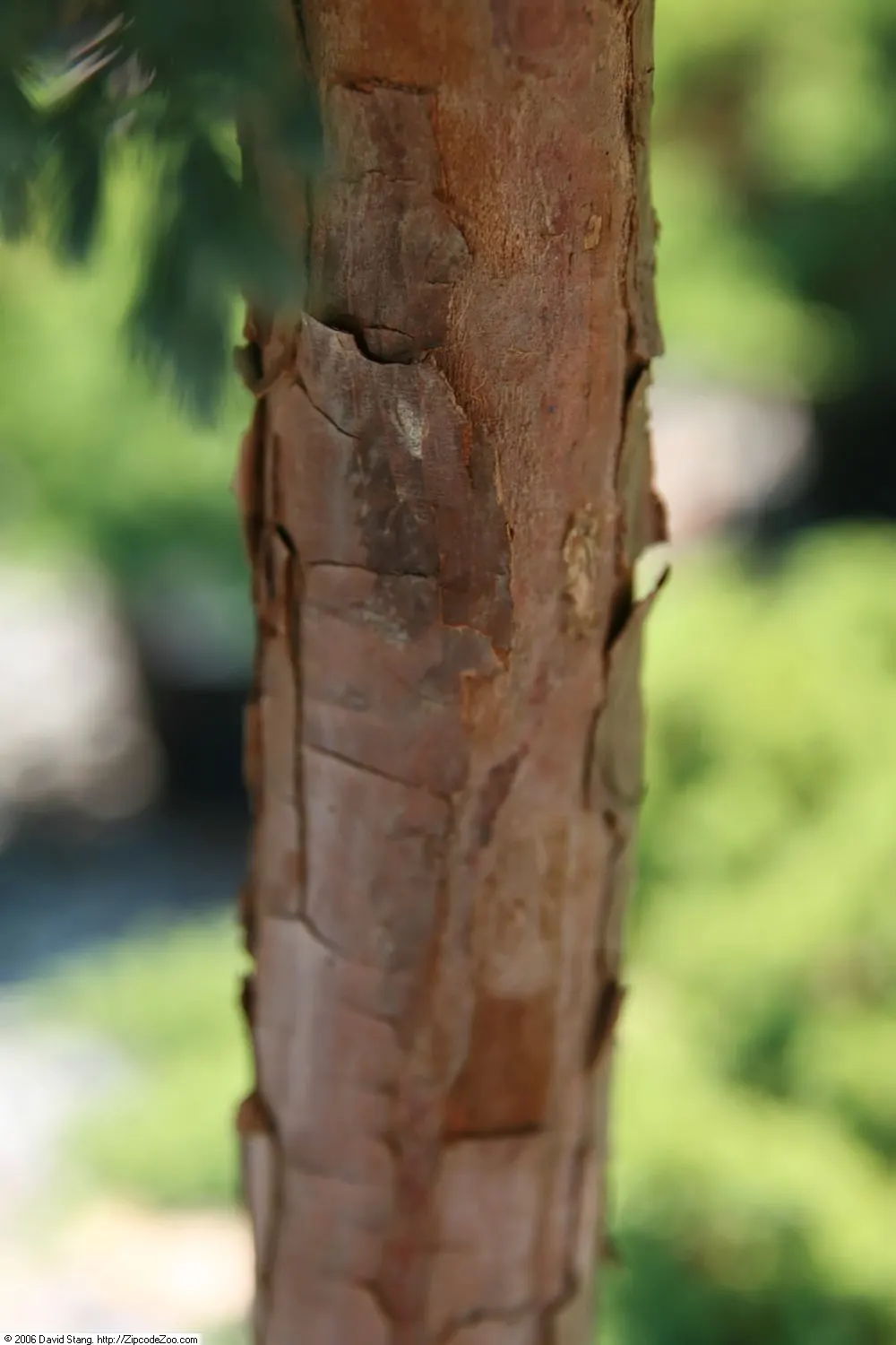 Dwarf Blue Star Juniper (Juniperus Squamata 'Blue Star') — This makes it an excellent selection for small gardens
