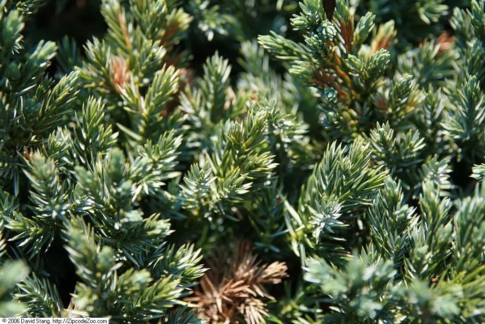 Dwarf Blue Star Juniper (Juniperus Squamata 'Blue Star') — It prefers well-drained soils and is tolerant of dry spells once established