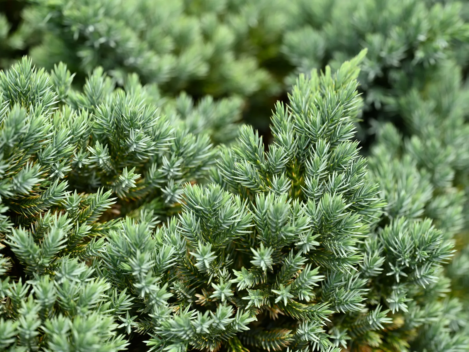 Dwarf Blue Star Juniper (Juniperus Squamata 'Blue Star') — and being drought-tolerant