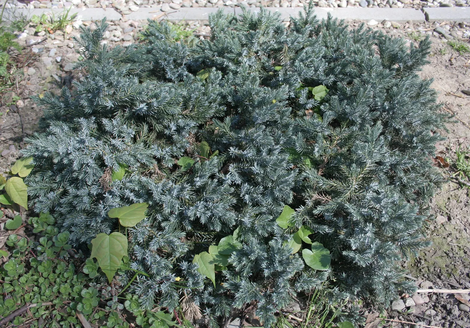 Dwarf Blue Star Juniper (Juniperus Squamata 'Blue Star') — compact form which typically reaches an average size of 2 to 3 feet tall and wide at maturity