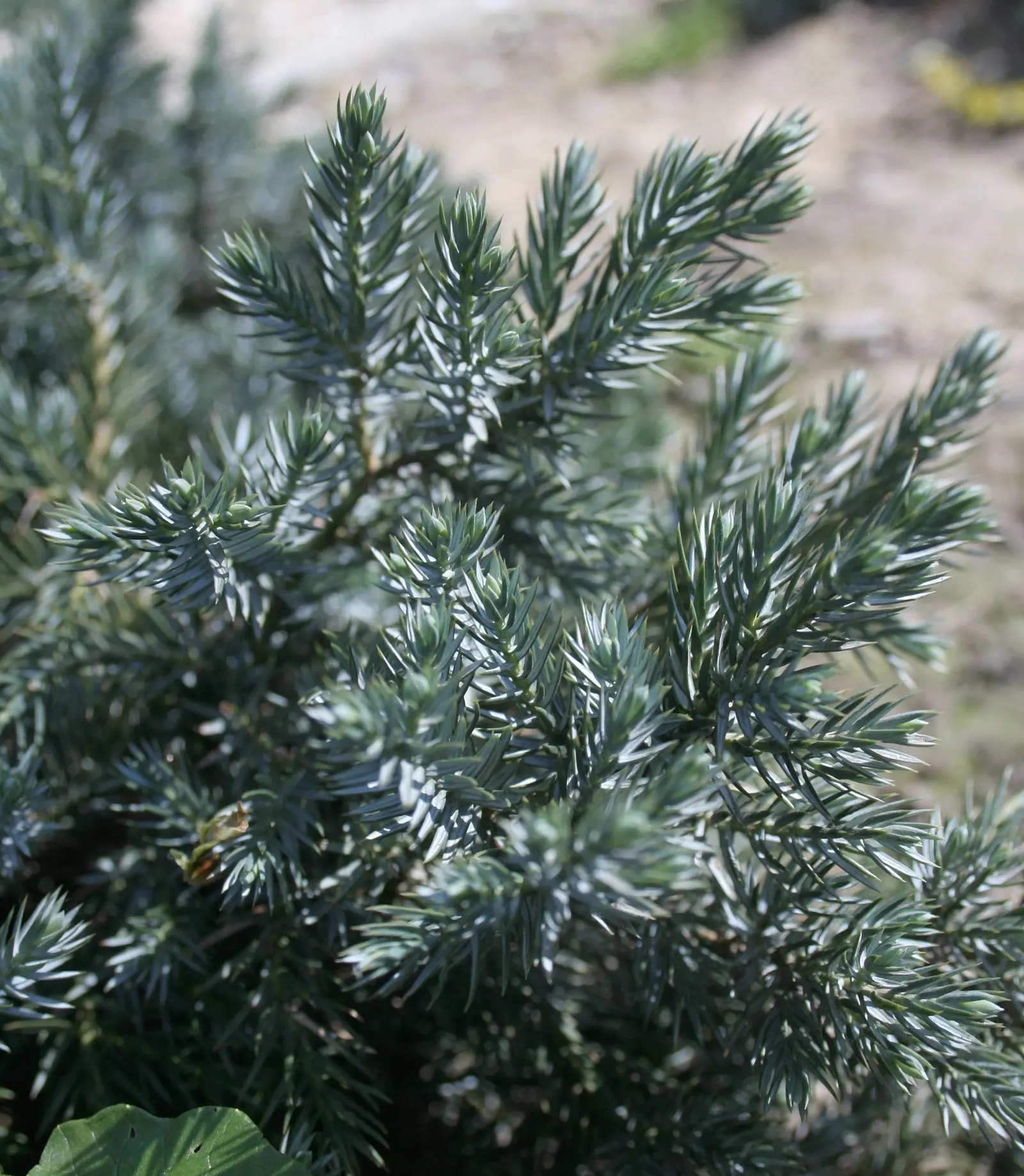 Dwarf Blue Star Juniper (Juniperus Squamata 'Blue Star') — and foundation plantings where space is limited.<br><br>Hardy in USDA Zones 4 to 8