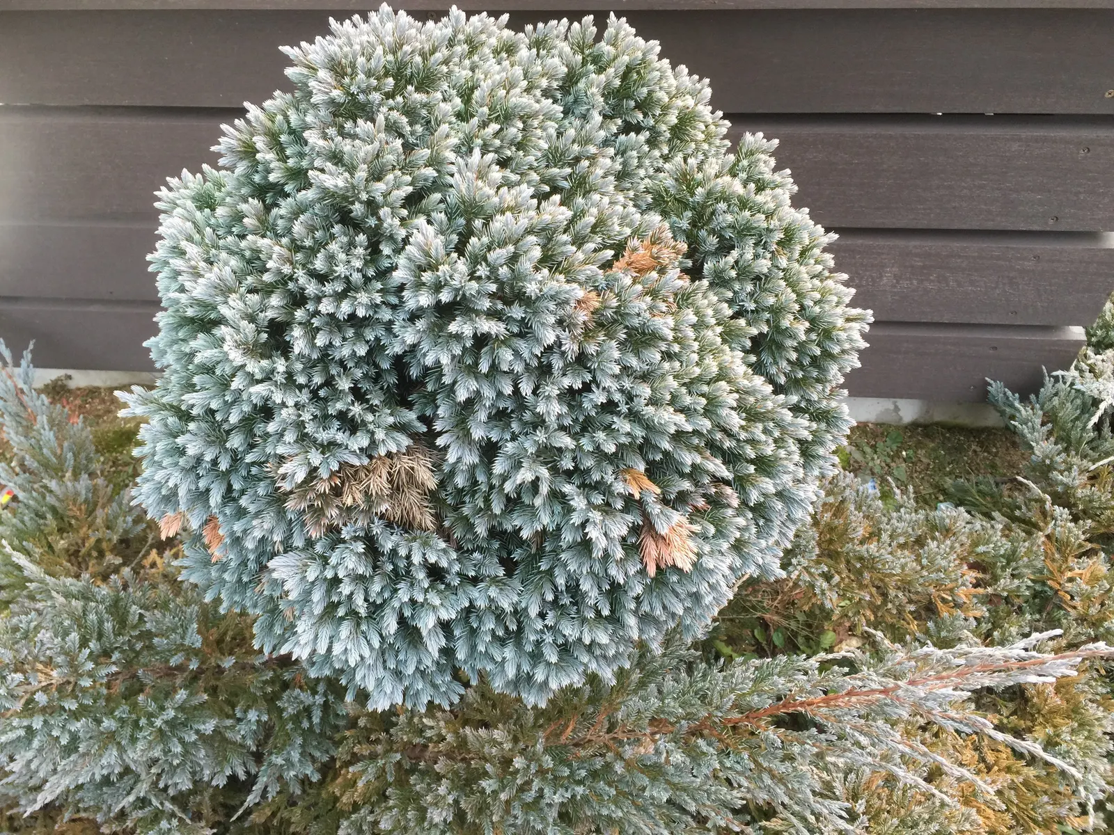 Dwarf Blue Star Juniper (Juniperus Squamata 'Blue Star') — It remains relatively low-maintenance, requiring minimal pruning to keep its shape