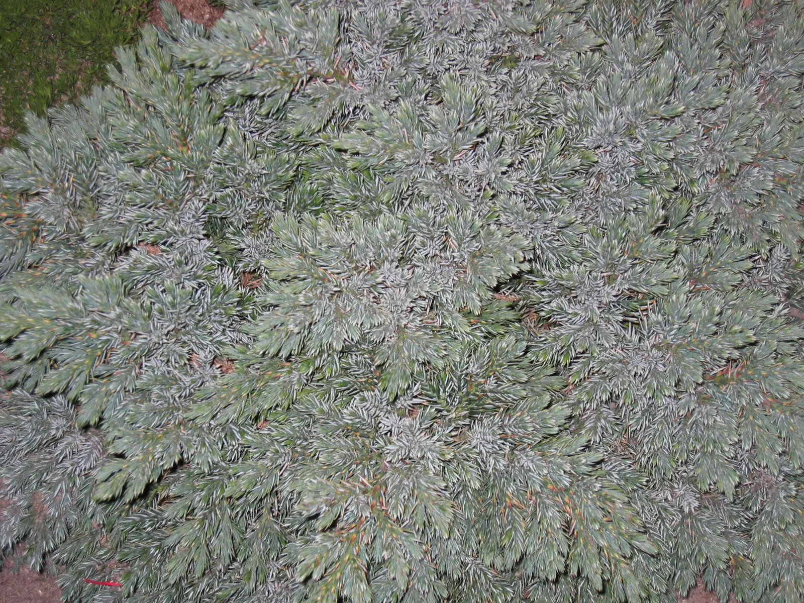 Dwarf Blue Star Juniper (Juniperus Squamata 'Blue Star') — Low maintenance and deer resistant enhance its charm