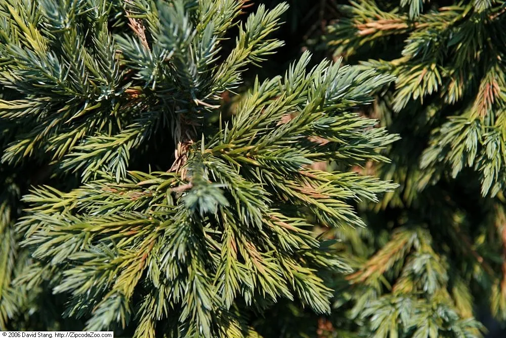 Dwarf Blue Star Juniper (Juniperus Squamata 'Blue Star') — Juniperus squamata 'Blue Star,' is a compact