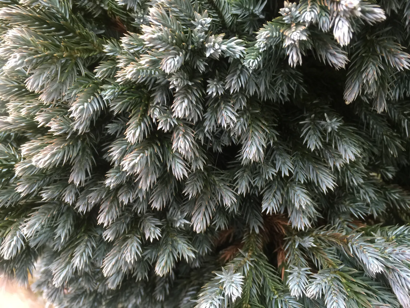 Dwarf Blue Star Juniper (Juniperus Squamata 'Blue Star') — silver-blue needle-like foliage