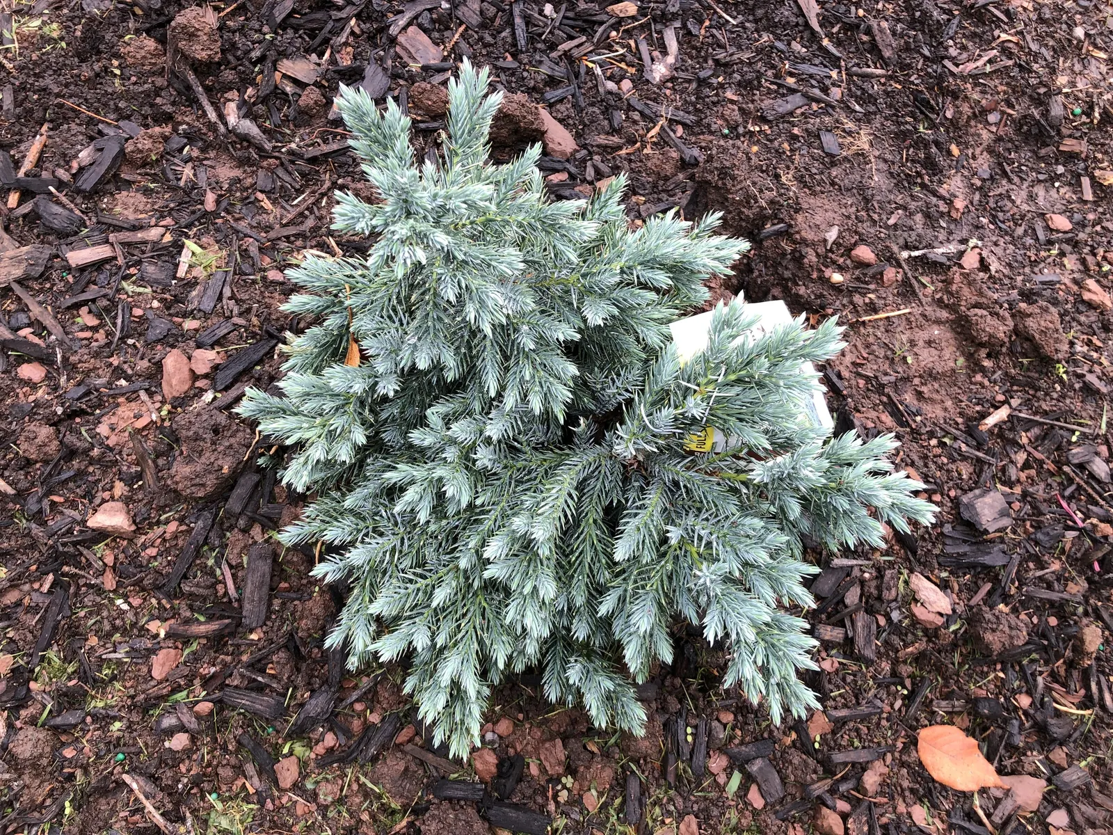 Dwarf Blue Star Juniper (Juniperus Squamata 'Blue Star') — slow-growing conifer featuring dense