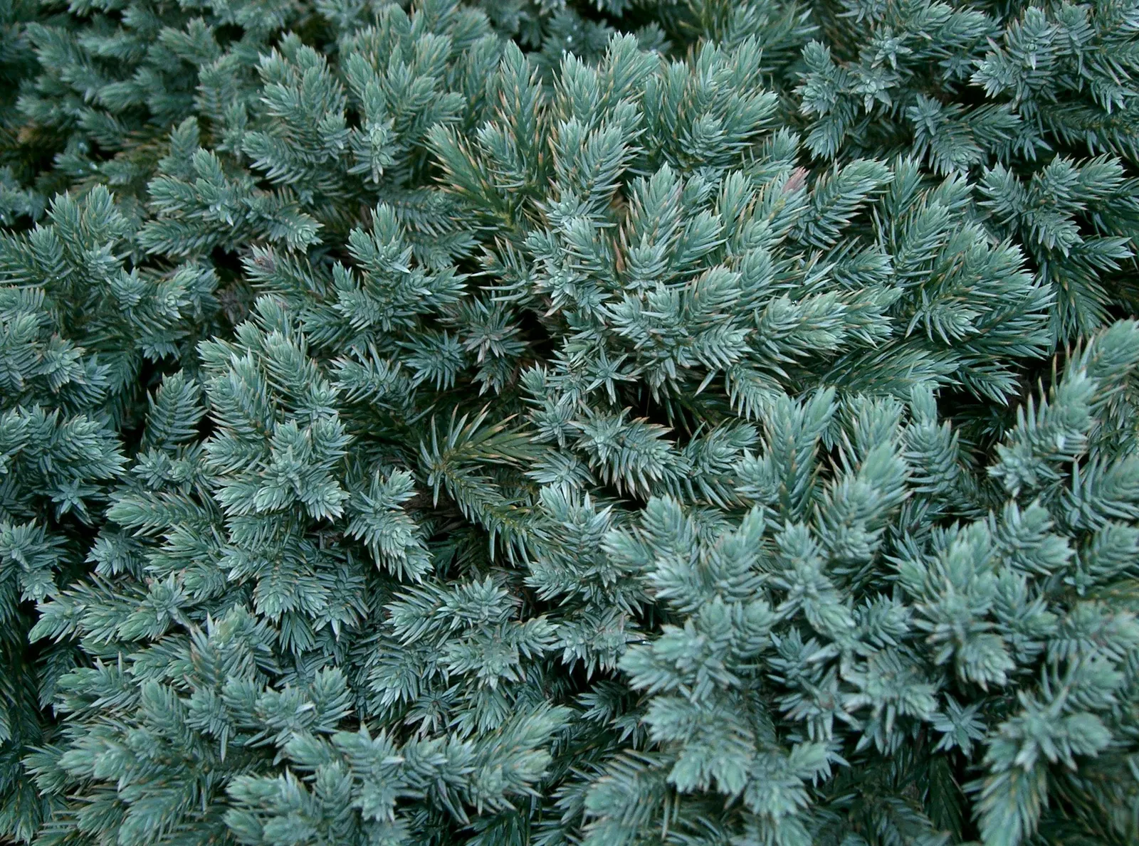 Dwarf Blue Star Juniper (Juniperus Squamata 'Blue Star') — which is about 36 inches in height and width
