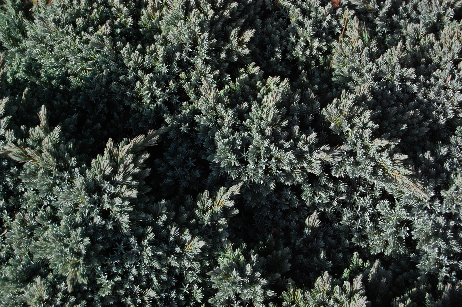 Dwarf Blue Star Juniper (Juniperus Squamata 'Blue Star') — it's ideal for rock gardens