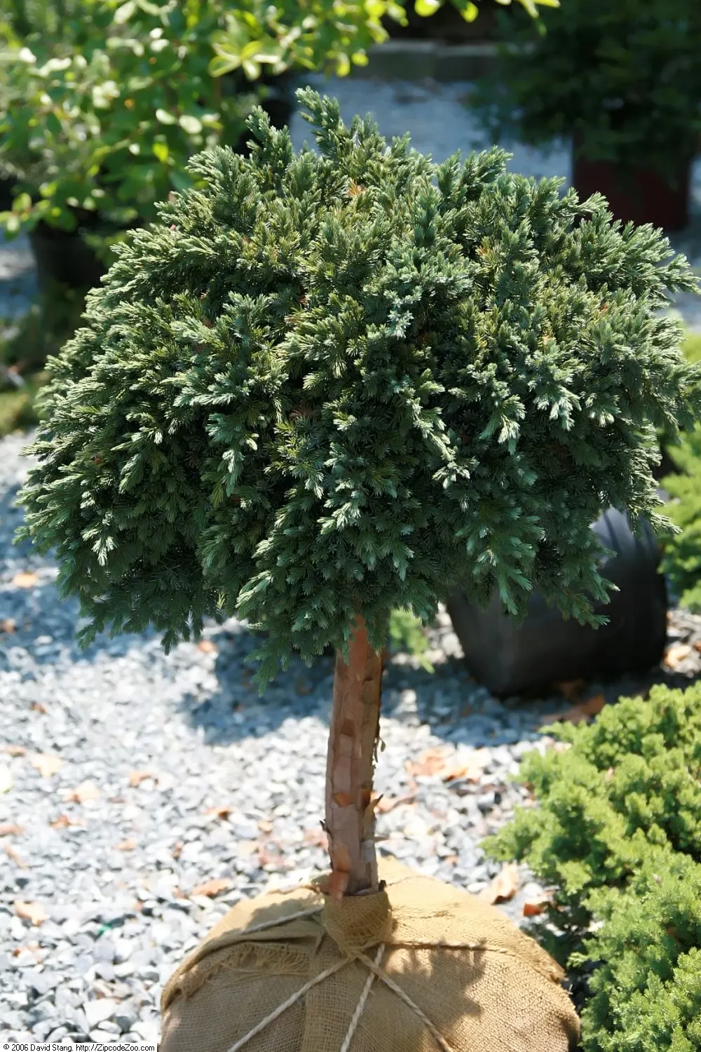 Dwarf Blue Star Juniper (Juniperus Squamata 'Blue Star') — showcasing its drought-resistant characteristic.<br><br>The plant's dense