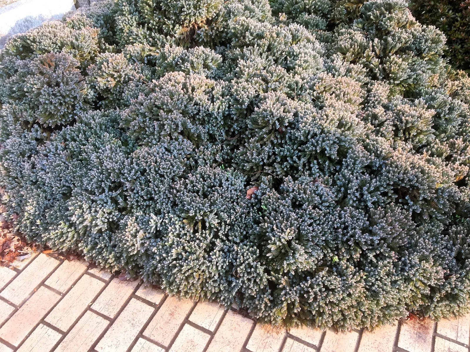 Dwarf Blue Star Juniper (Juniperus Squamata 'Blue Star') — Its distinctive star-shaped growth reaches 1-3 ft in height and 2-4 ft in spread at maturity