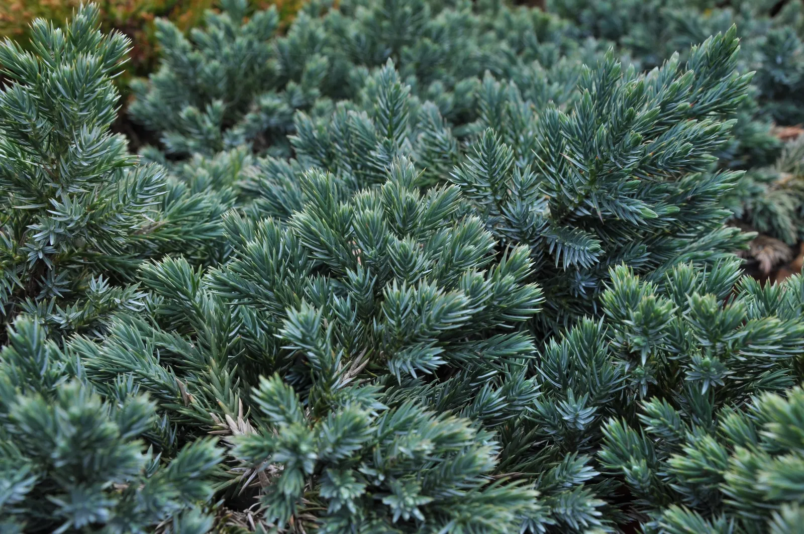 Dwarf Blue Star Juniper (Juniperus Squamata 'Blue Star') — This juniper is an easy-to-care-for option that delivers high visual impact with minimal effort
