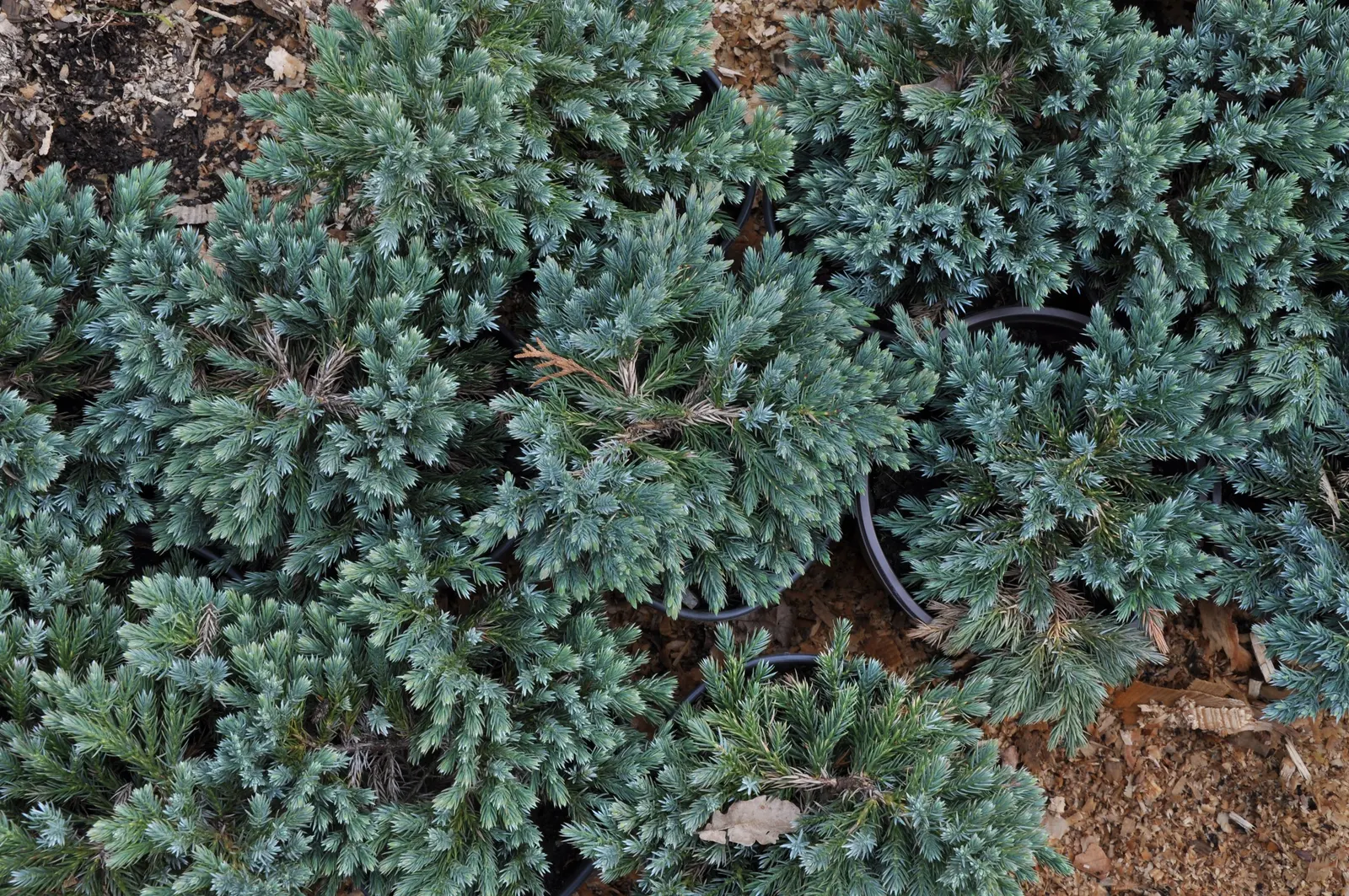 Dwarf Blue Star Juniper (Juniperus Squamata 'Blue Star') — and its striking blue hue when selecting companion plants