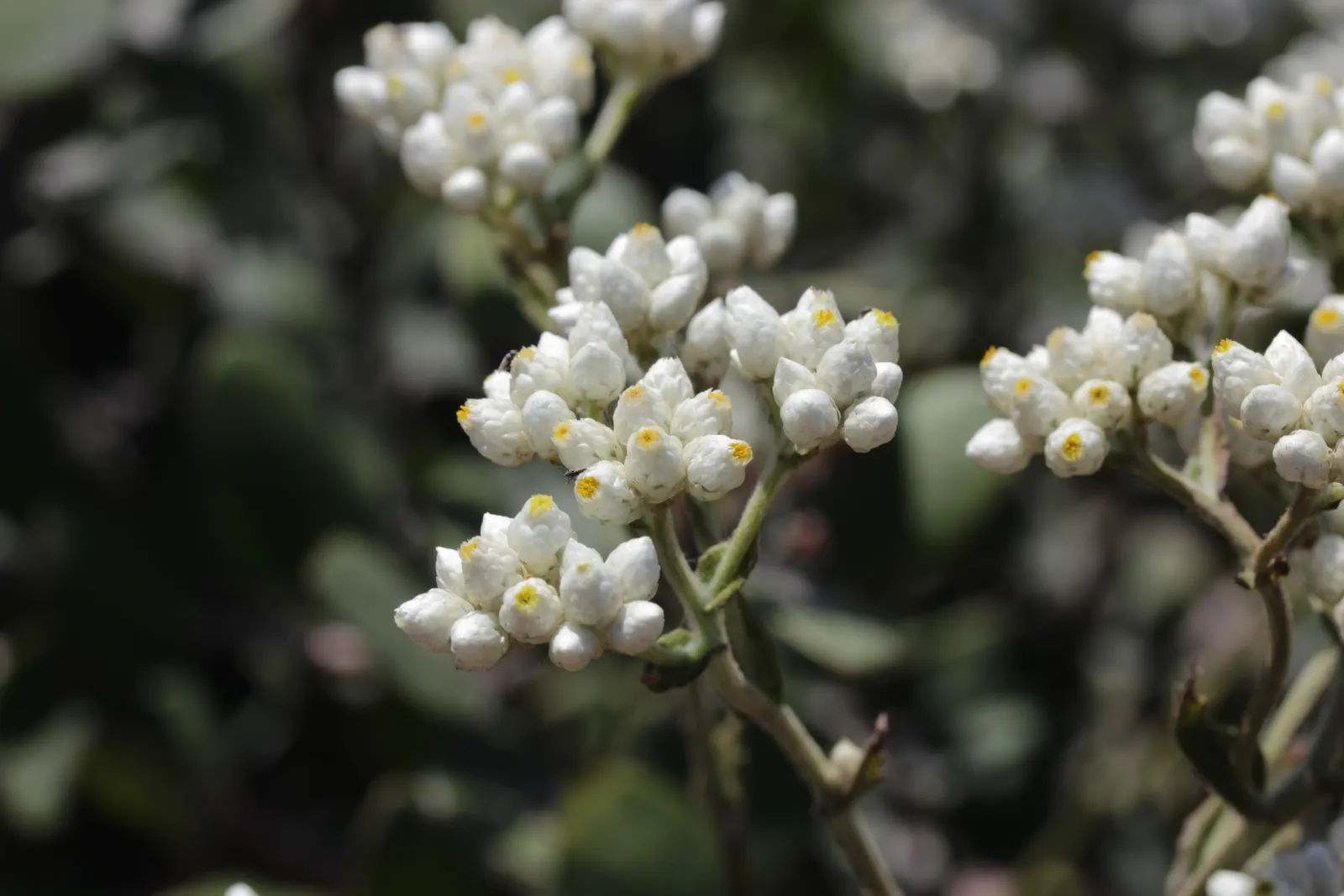 California Cudweed (Pseudognaphalium Californicum) — This low-water plant is an excellent selection for landscapes seeking to reduce irrigation needs
