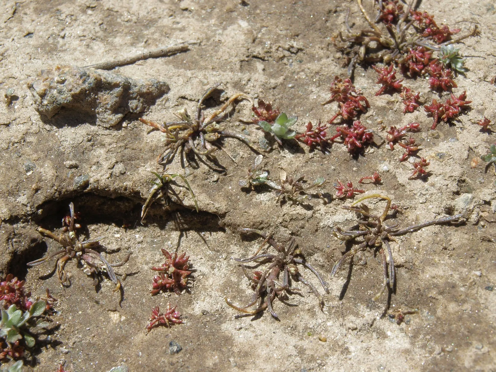 California Cudweed (Pseudognaphalium Californicum) — it's ideal for rock gardens or as a ground cover in coastal landscapes