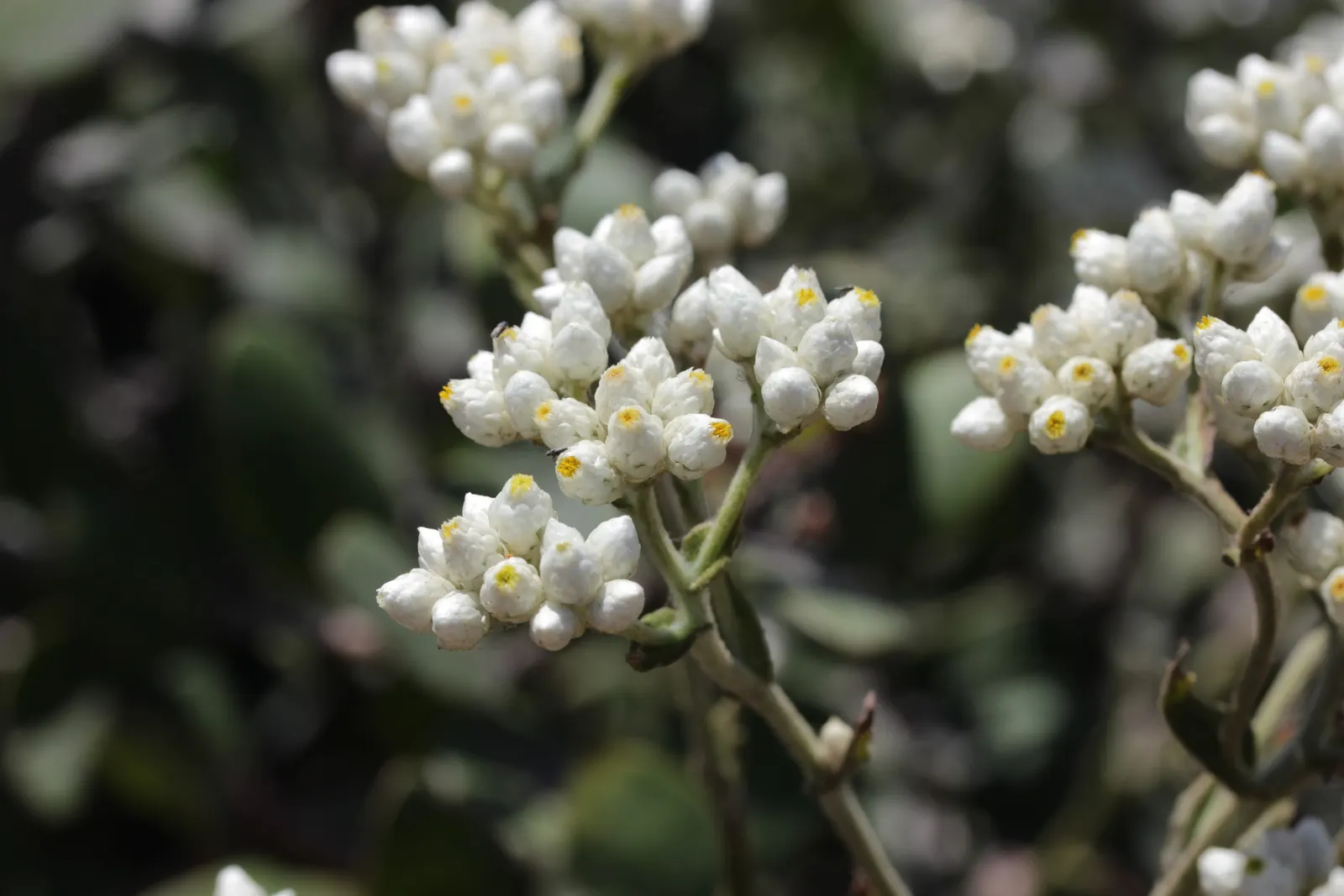 California Cudweed (Pseudognaphalium Californicum) — as it is drought-tolerant once established