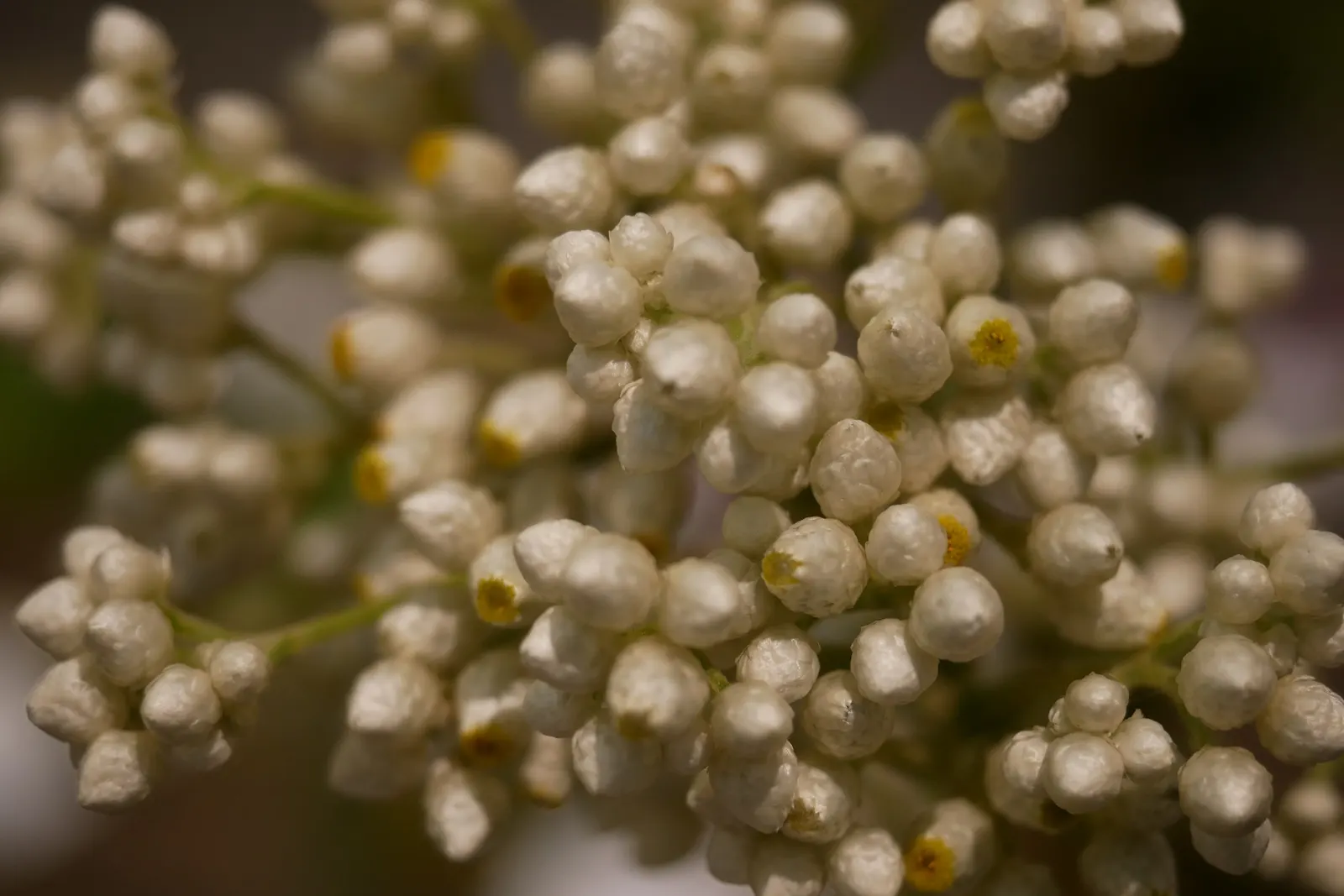 California Cudweed (Pseudognaphalium Californicum) — attracting pollinators while offering low maintenance appeal