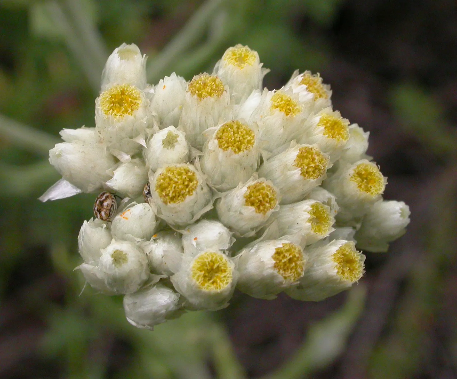 California Cudweed (Pseudognaphalium Californicum) — it thrives in full sun to partial shade and well-drained soils