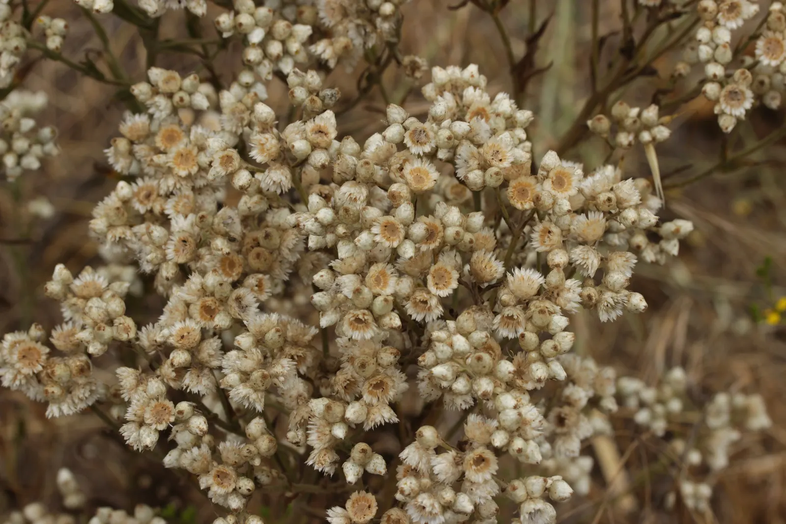 California Cudweed (Pseudognaphalium Californicum) — the California Cudweed thrives in dry
