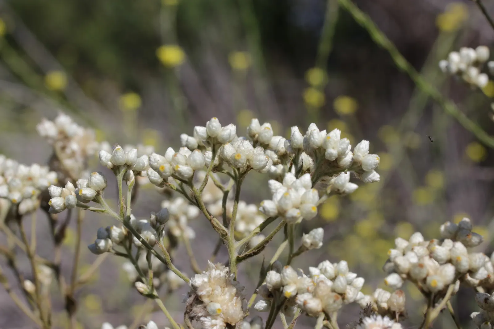 California Cudweed (Pseudognaphalium Californicum) — ensuring its longevity in your garden.<br><br>For the most effective visual impact