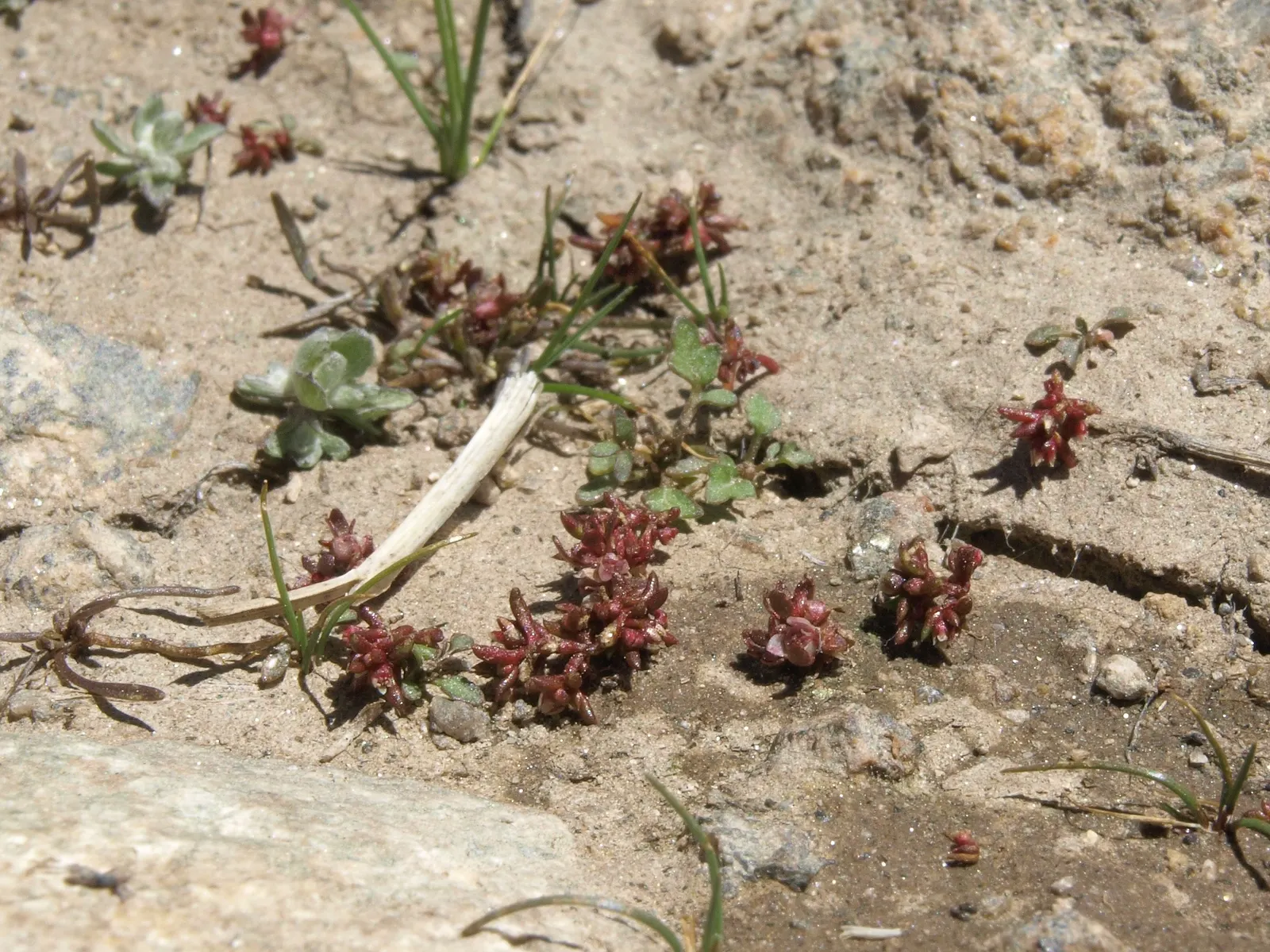 California Cudweed (Pseudognaphalium Californicum) — Drought-tolerant once established
