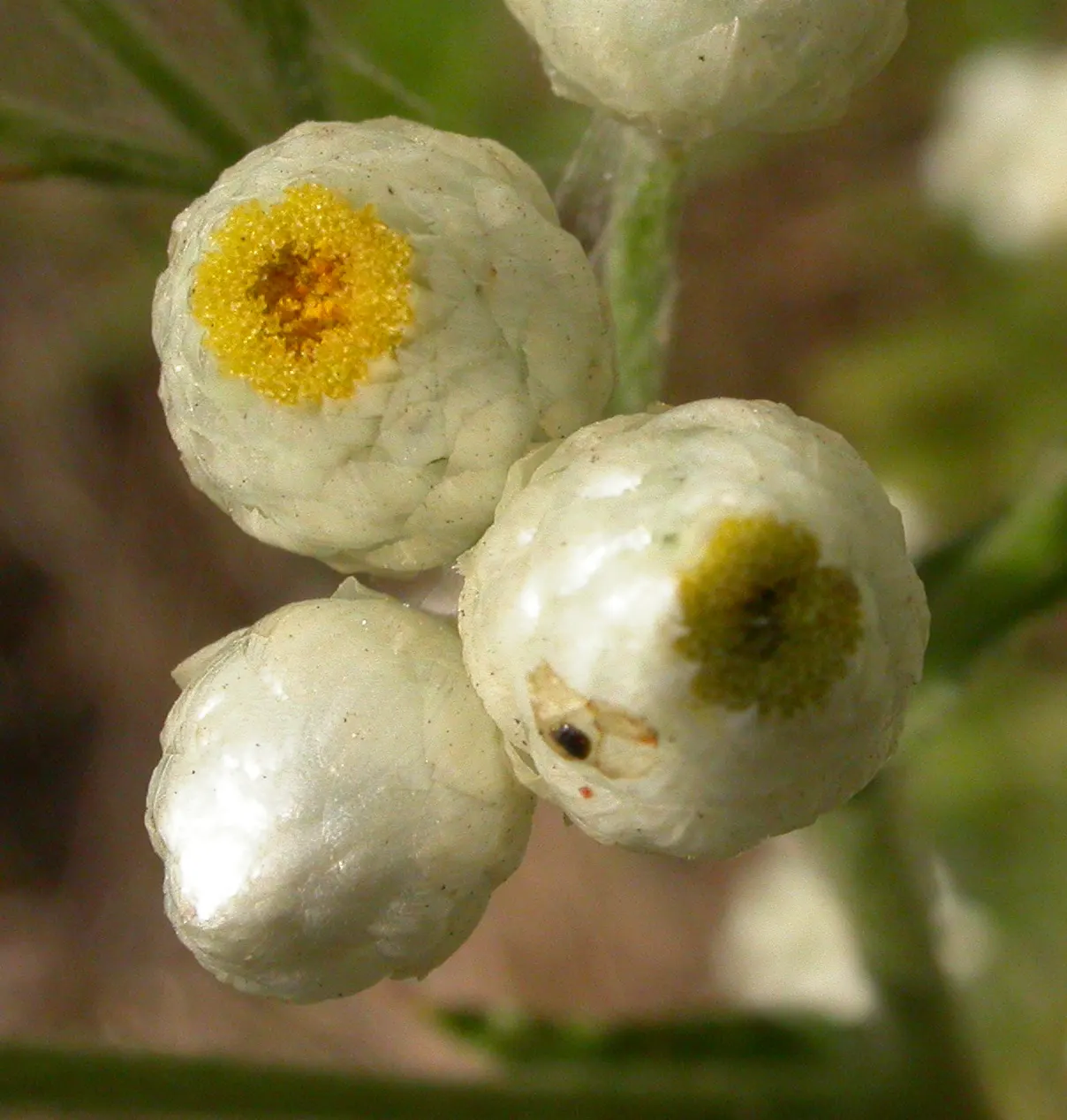 California Cudweed (Pseudognaphalium Californicum) — scientifically known as Pseudognaphalium californicum