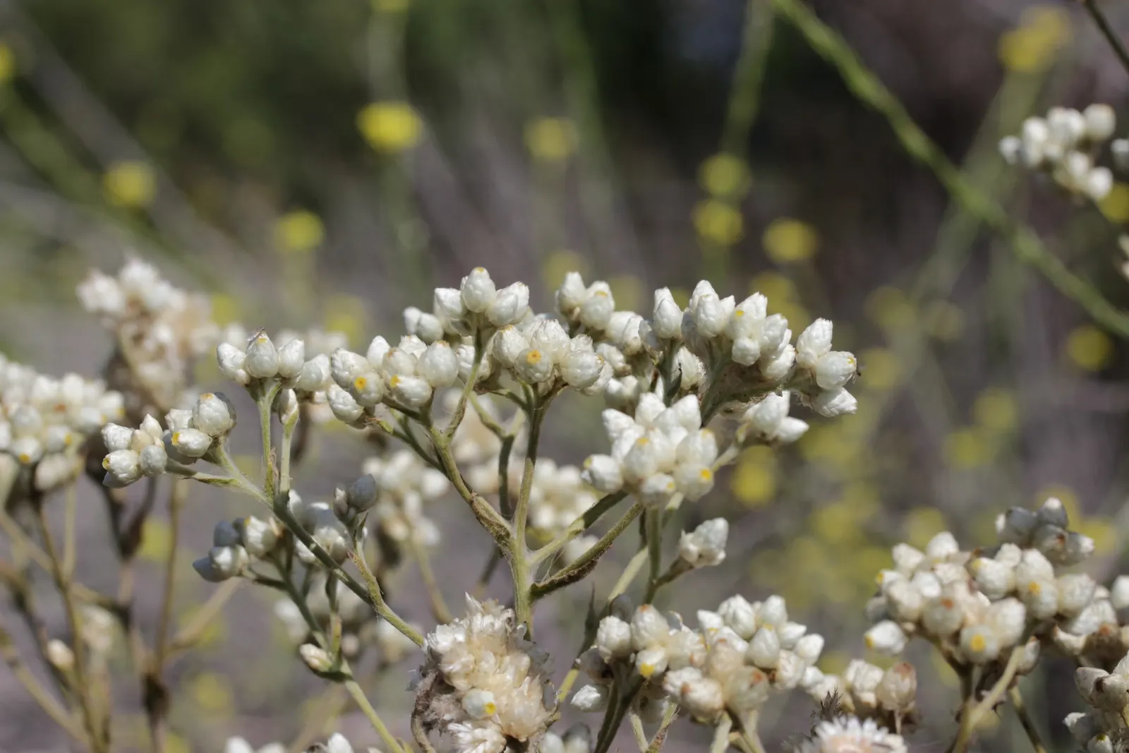 California Cudweed (Pseudognaphalium Californicum) — tolerating a range of soil types from sandy to loamy