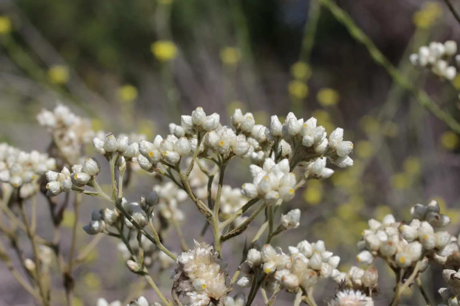California Cudweed (Pseudognaphalium Californicum) — it is known to be deer-resistant