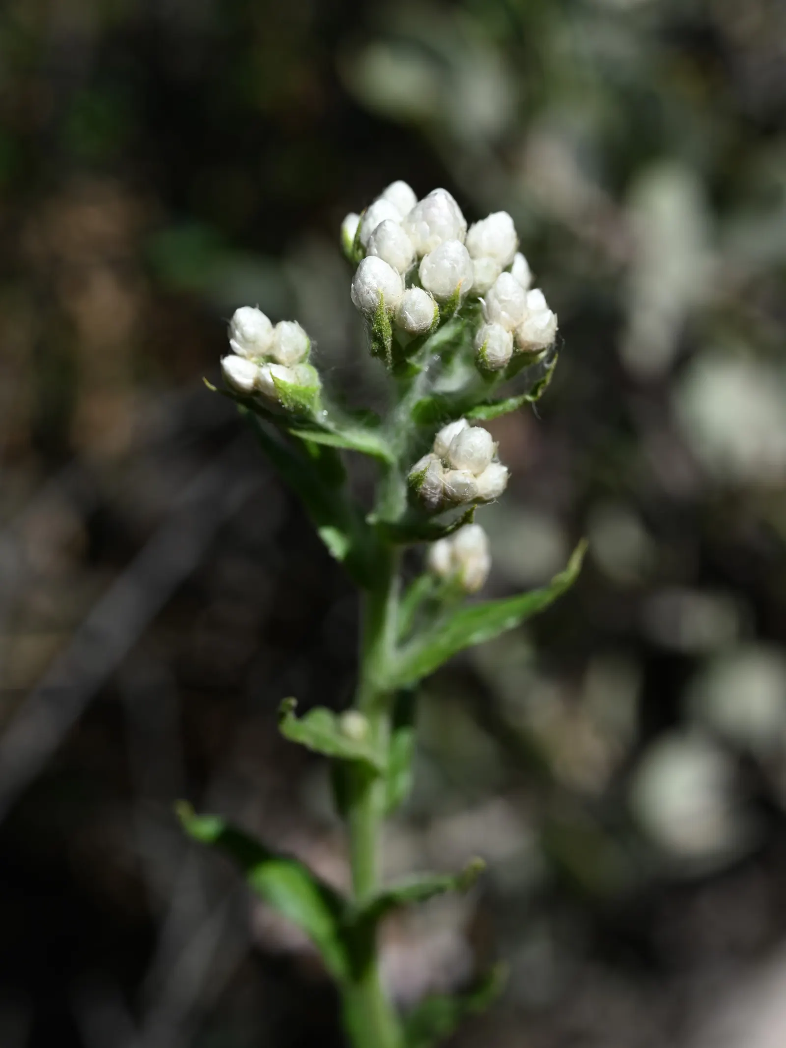 California Cudweed (Pseudognaphalium Californicum) — making it an ideal choice for groundcover or as an accent in a border.<br><br>Distinguished by its