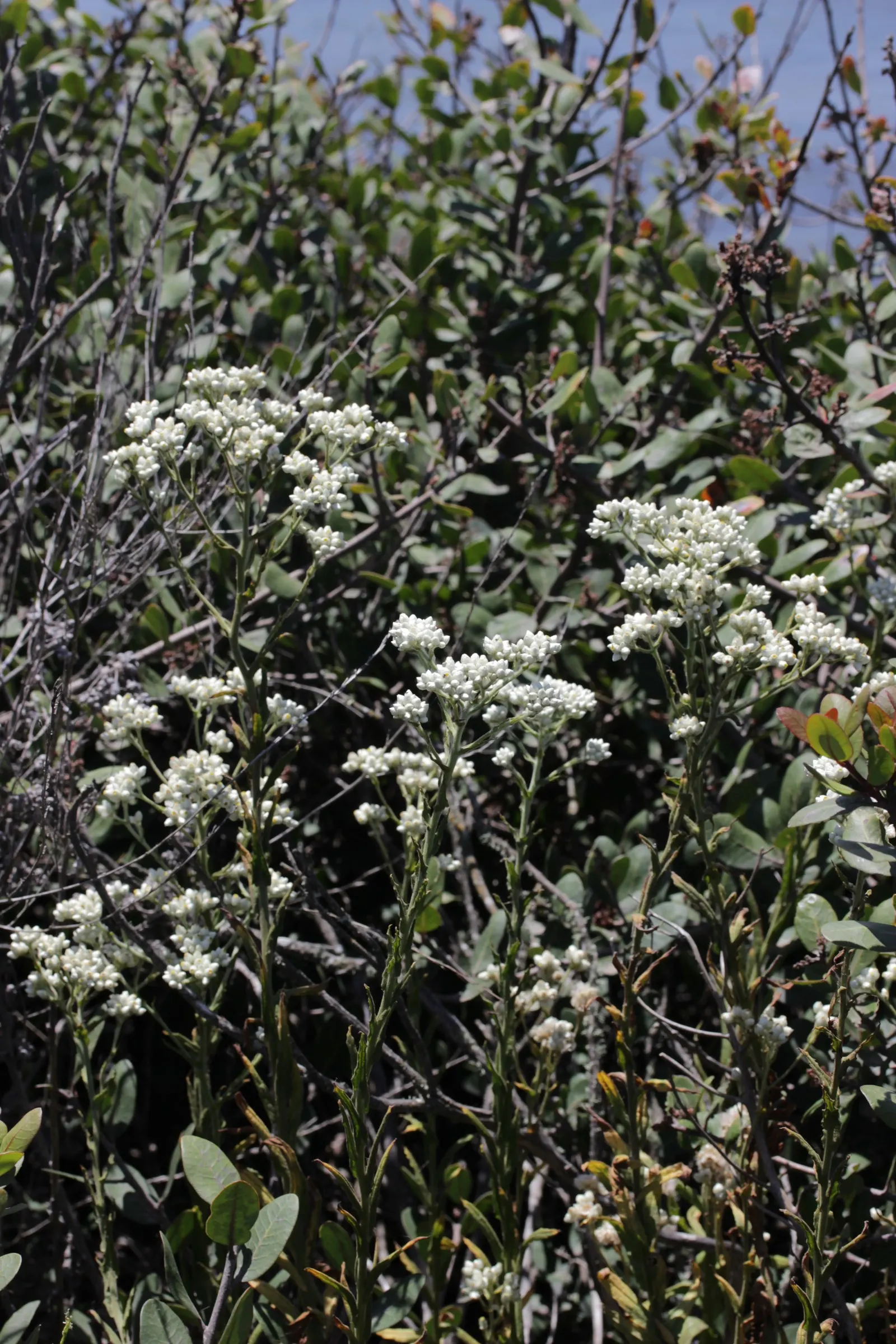 California Cudweed (Pseudognaphalium Californicum) — consider mass planting or mixing with other drought-tolerant species