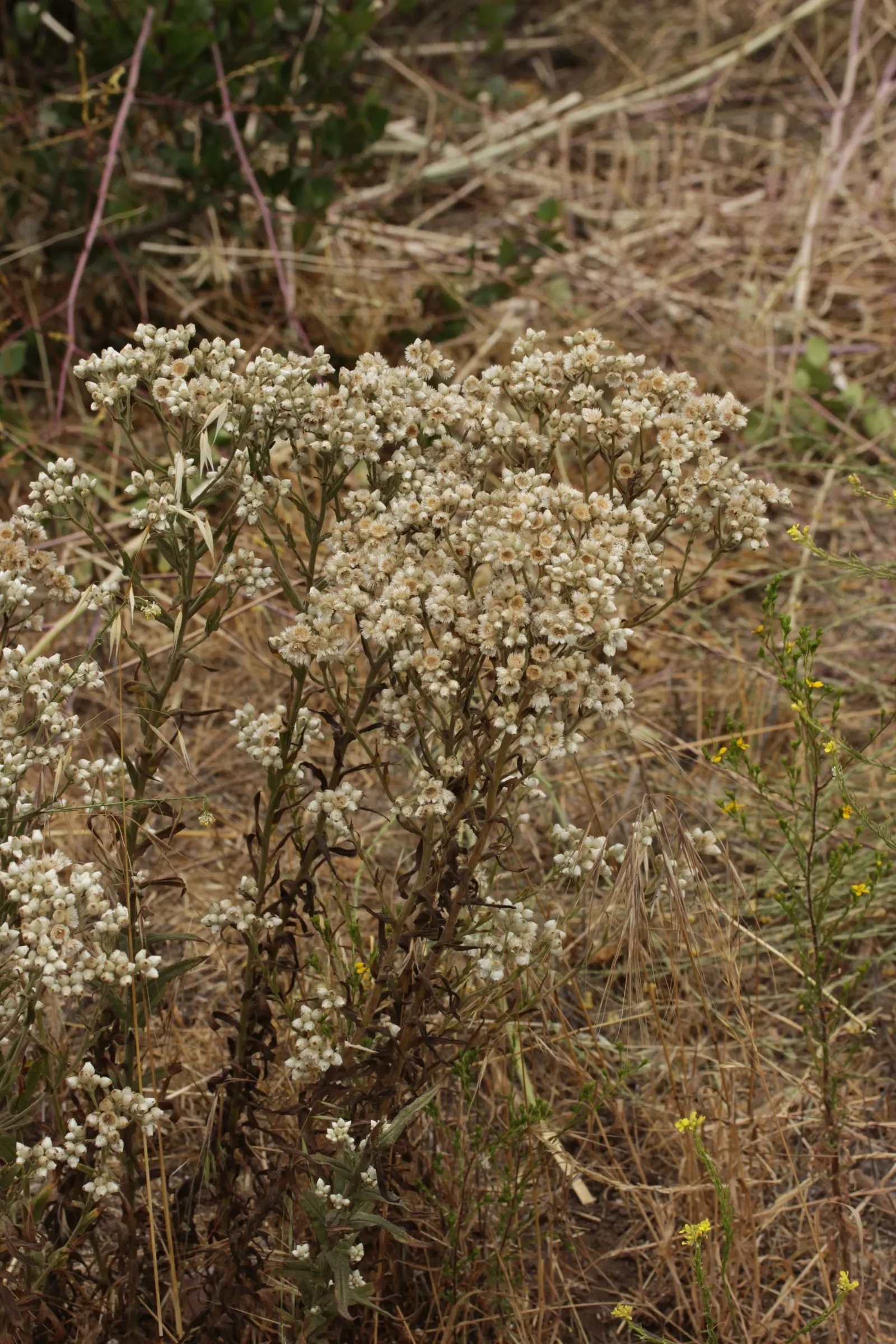 California Cudweed (Pseudognaphalium Californicum) — the California Cudweed exhibits a textured aesthetic