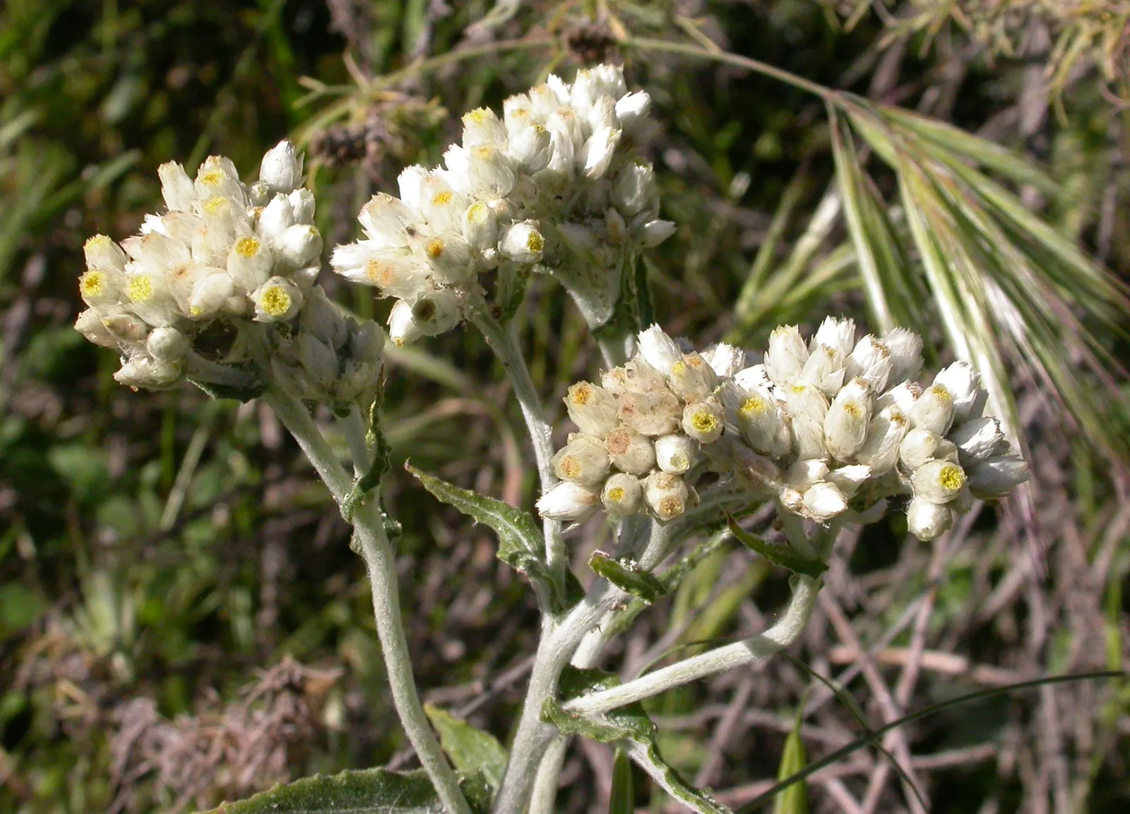 California Cudweed (Pseudognaphalium Californicum) — is a native perennial esteemed for its resilience and low maintenance characteristics