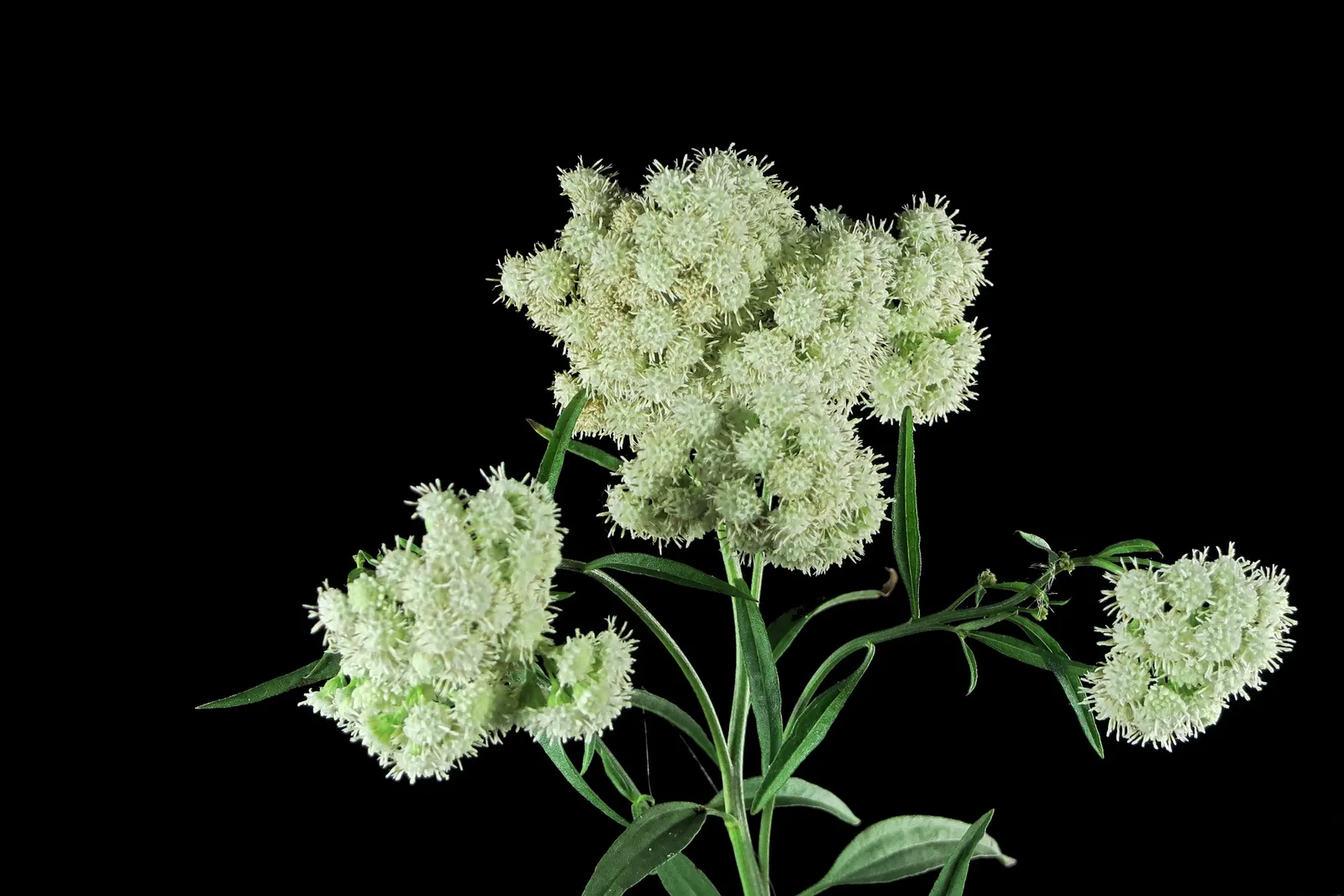 California Cudweed (Pseudognaphalium Californicum) — This plant typically reaches a modest height of 1 to 2 feet with a similar spread