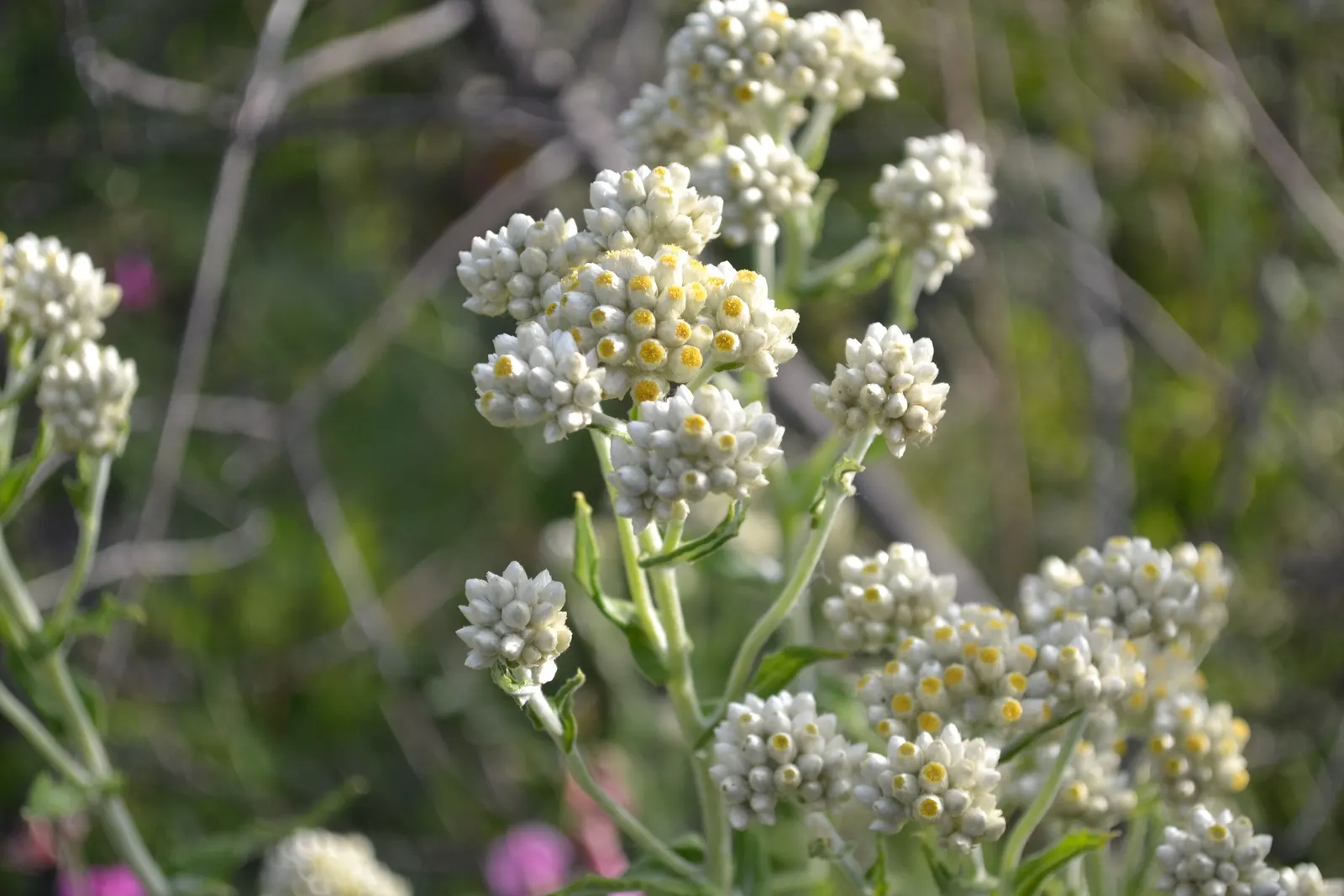 California Cudweed (Pseudognaphalium Californicum) — integral to our xeriscape garden compositions