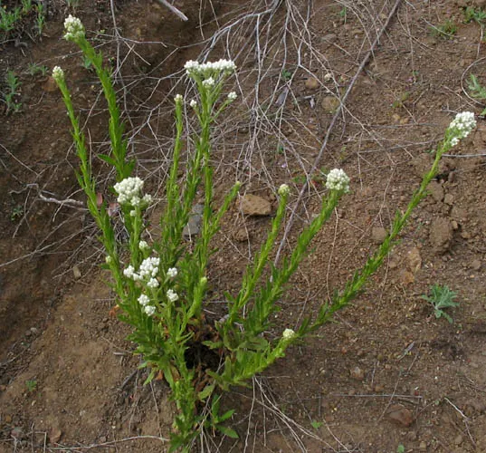 California Cudweed (Pseudognaphalium Californicum) — yellowish flowers that mature into a white