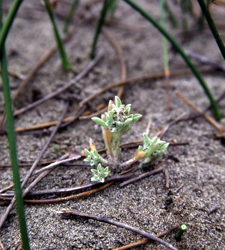 California Cudweed (Pseudognaphalium Californicum) — such as lavender or salvia