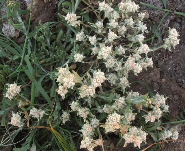 California Cudweed (Pseudognaphalium Californicum) — Throughout late summer into fall