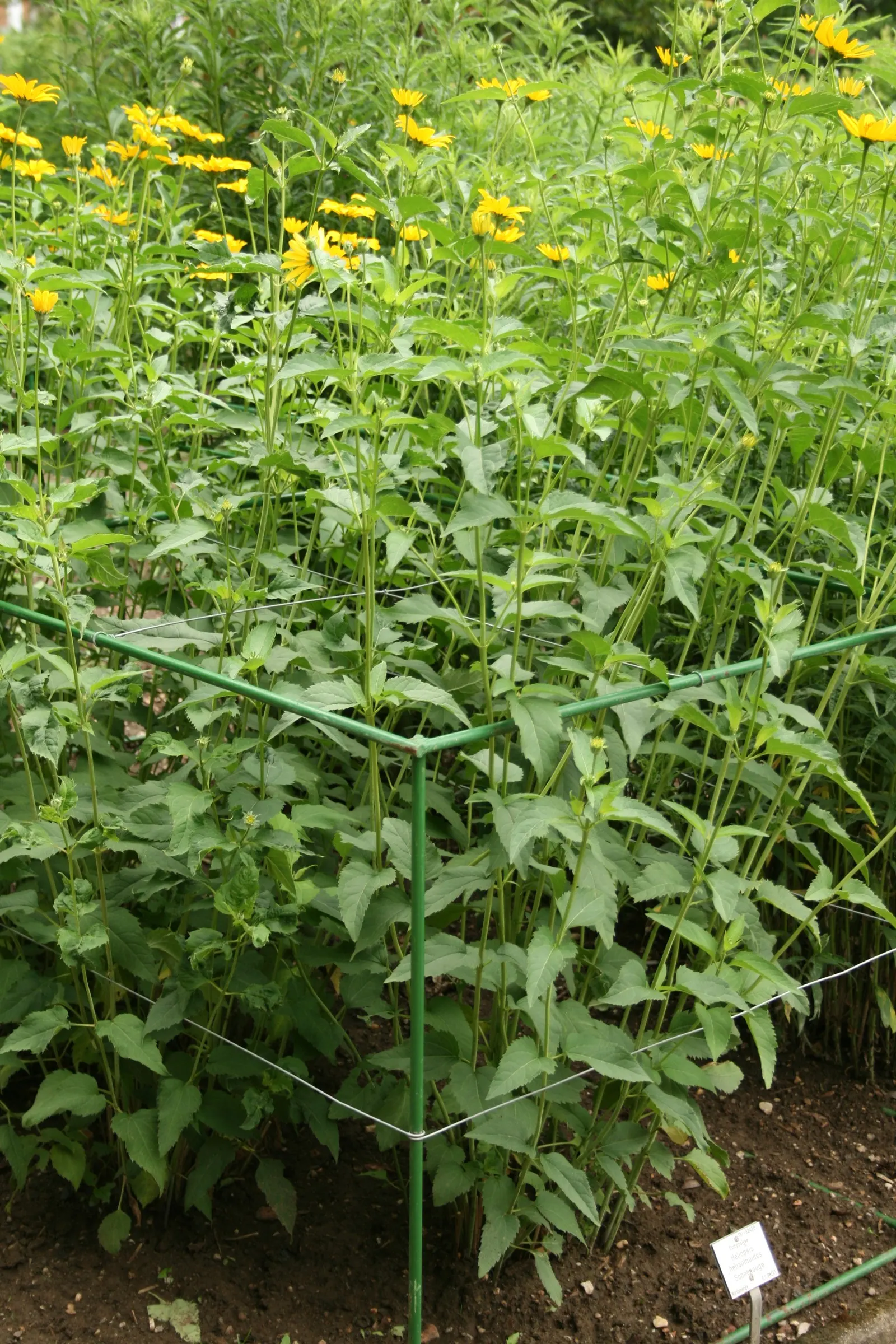 Early Sunflower (Heliopsis Helianthoides) — Its stalks are erect and branched