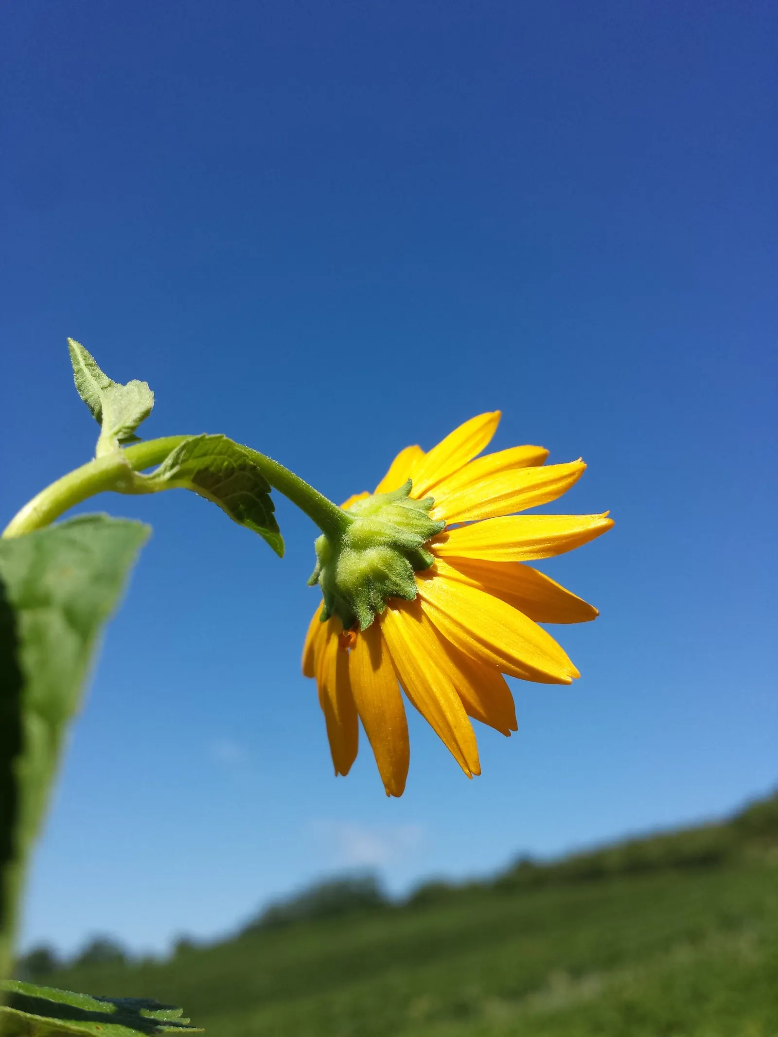 Early Sunflower (Heliopsis Helianthoides) — medium moisture conditions are adequate; heliopsis helianthoides supports local pollinators